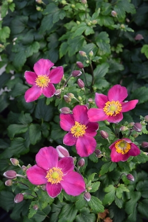 Anemone 'Red Riding Hood' New 2022